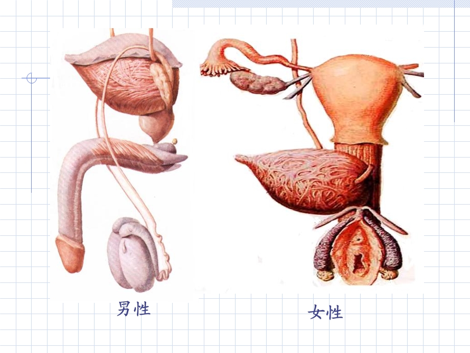 生殖与人体发育.ppt_第3页