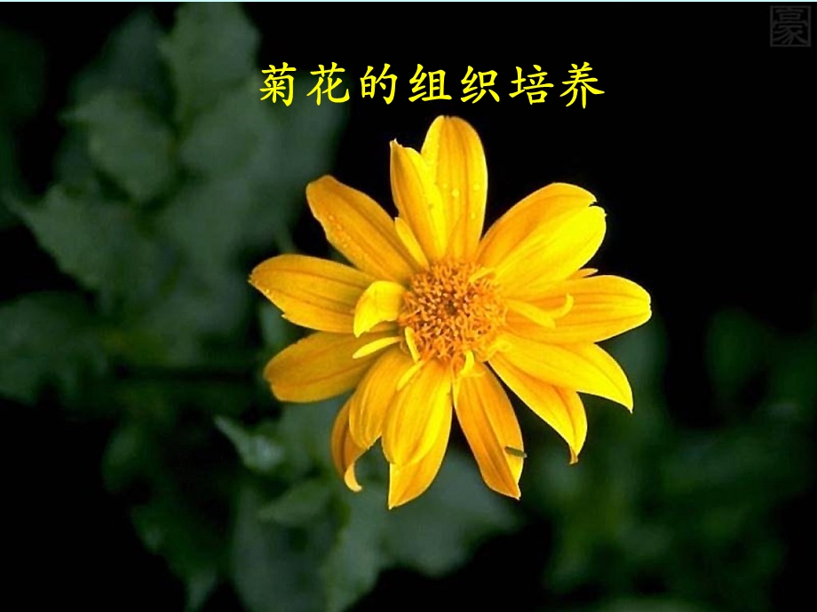 菊花的组织培养(经典).ppt_第2页