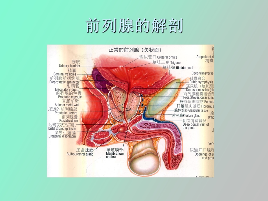 前列腺癌的治疗.ppt_第3页