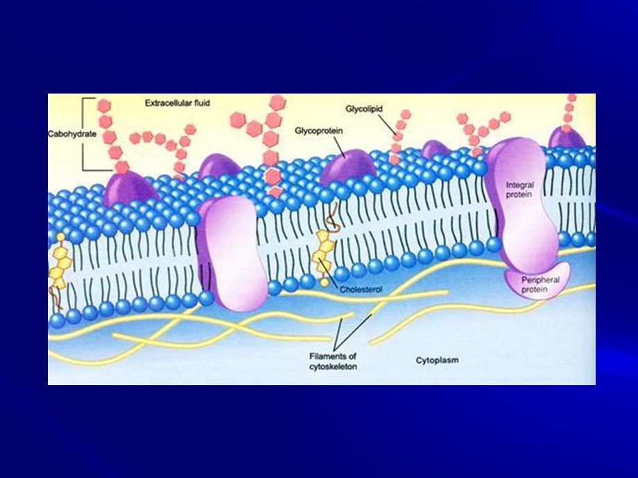 细胞膜与物质穿膜运输.ppt_第3页