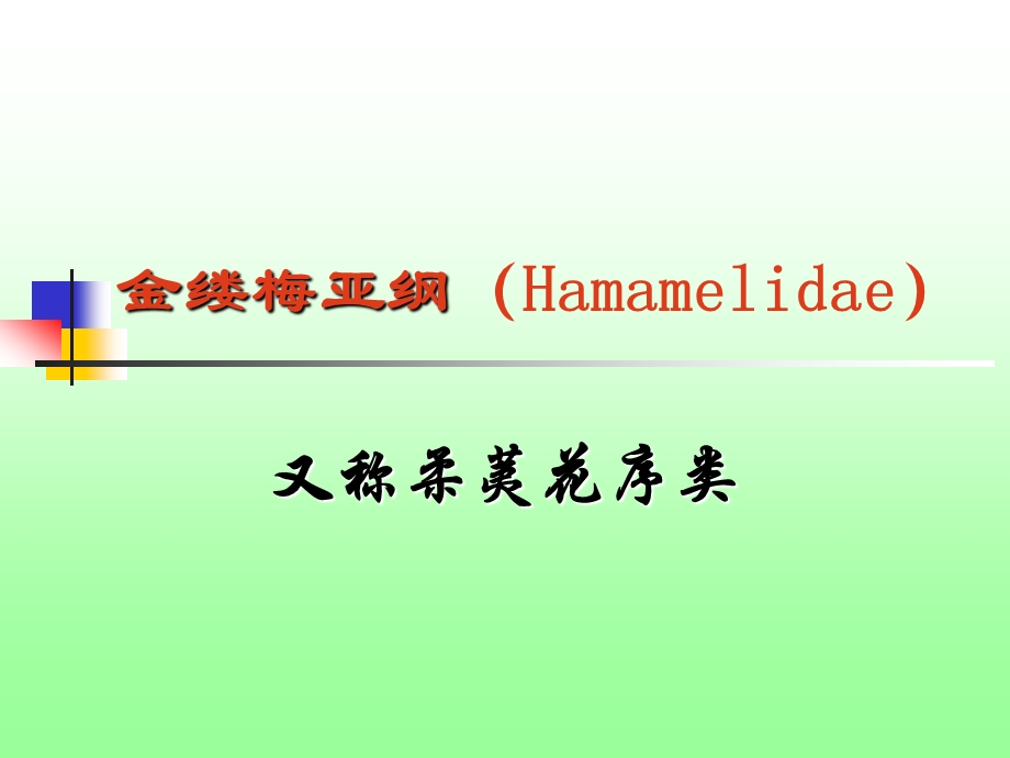 金缕梅亚纲Hamamelidae.ppt_第1页