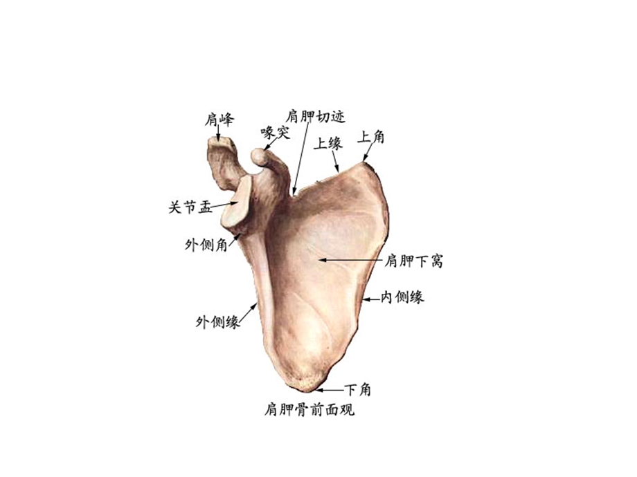 菱形肌与斜方肌的作用.ppt_第2页