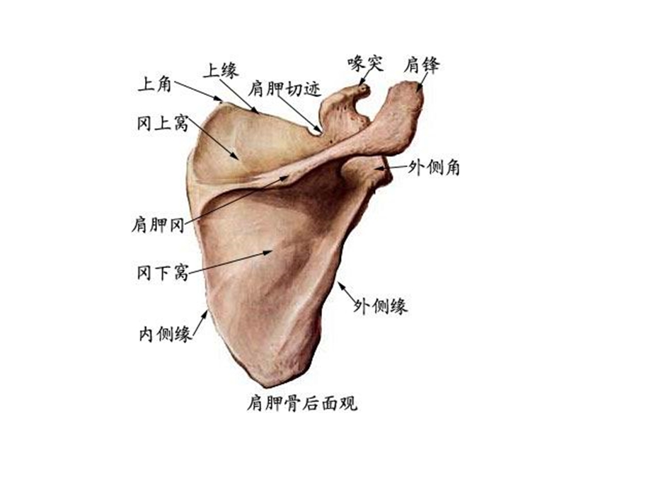 菱形肌与斜方肌的作用.ppt_第3页