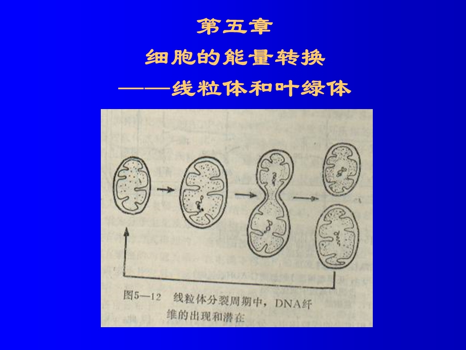 5叶绿体和线粒体.ppt_第1页