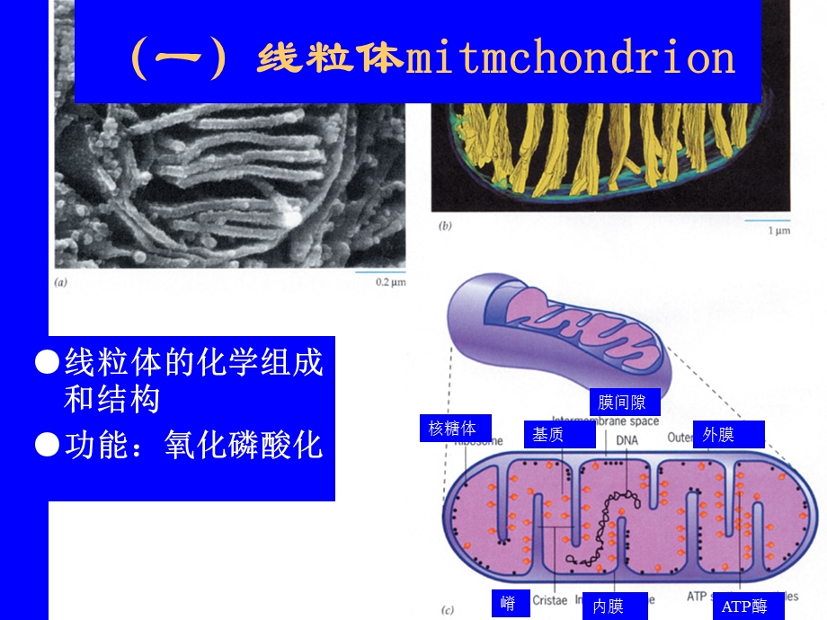 5叶绿体和线粒体.ppt_第2页