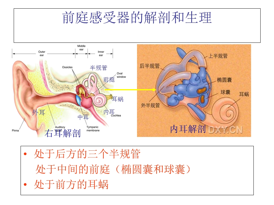 良性阵发性位置性.ppt_第2页