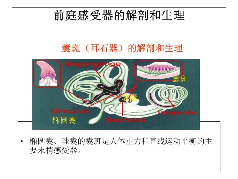 良性阵发性位置性.ppt_第3页