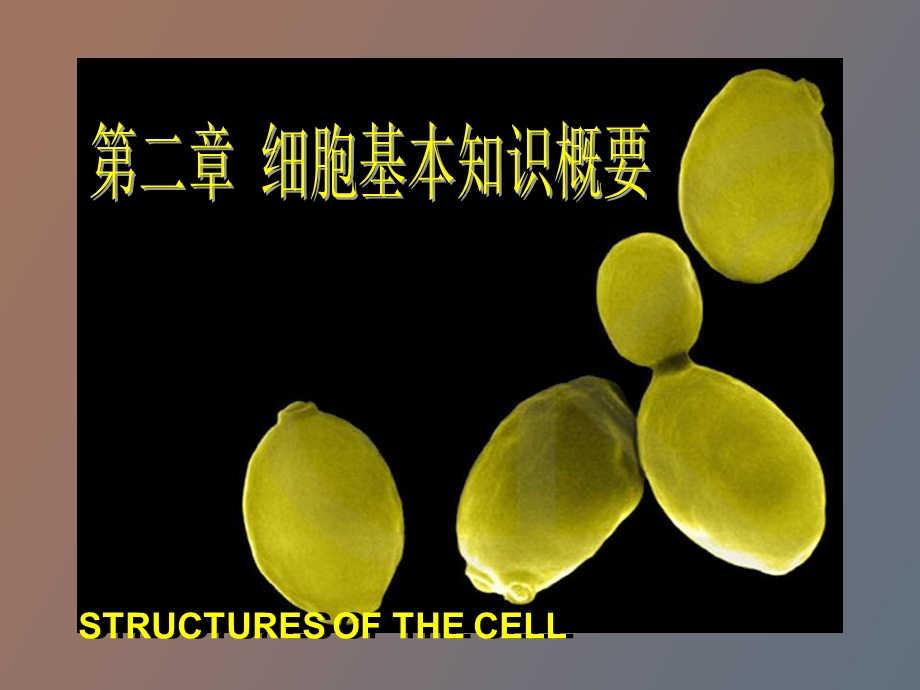 细胞基本知识概要.ppt_第1页