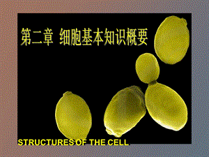 细胞基本知识概要.ppt