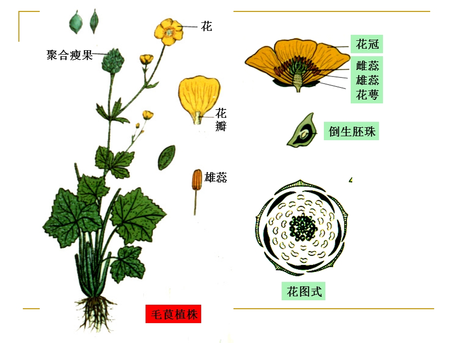 药用植物学课件-被子植物代表植物(一).ppt_第2页