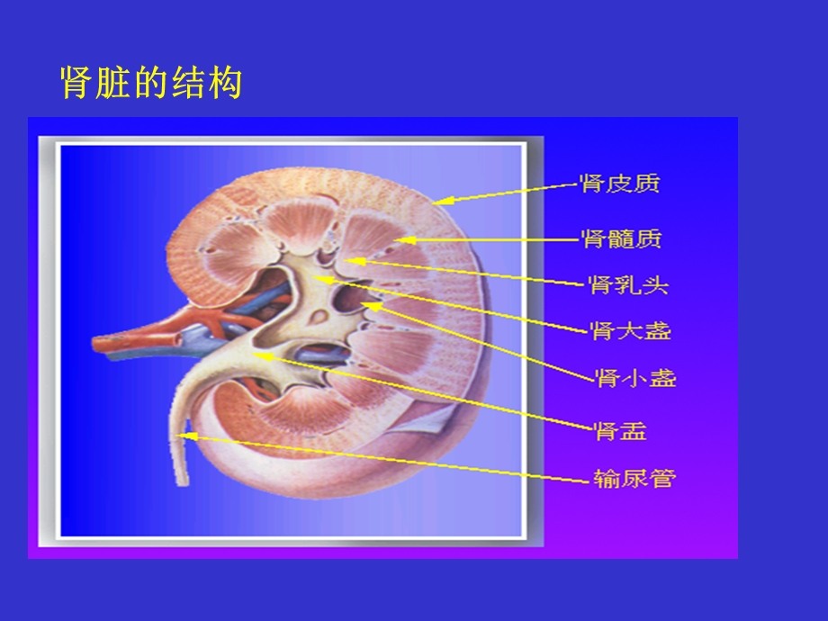 肾功能医学本科生.ppt_第3页