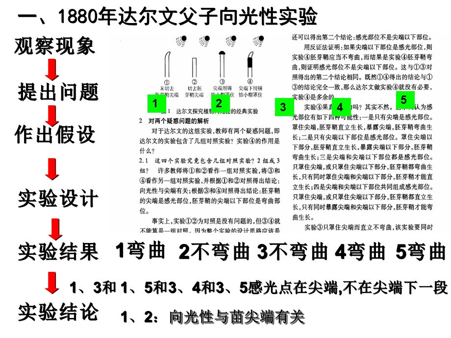 植物生命活动的调节(浙科版).ppt_第3页