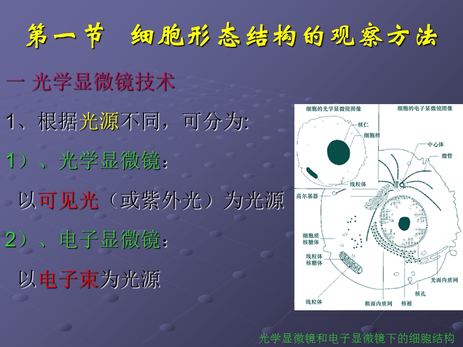 细胞生物学的研究方法.ppt_第3页