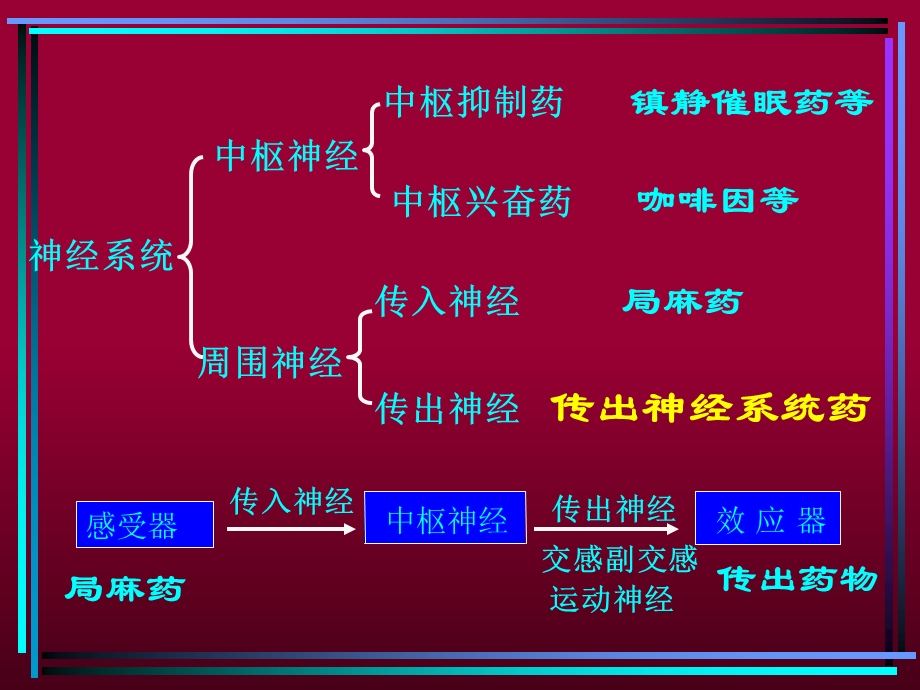 药理学课件传出神经系统.ppt_第2页