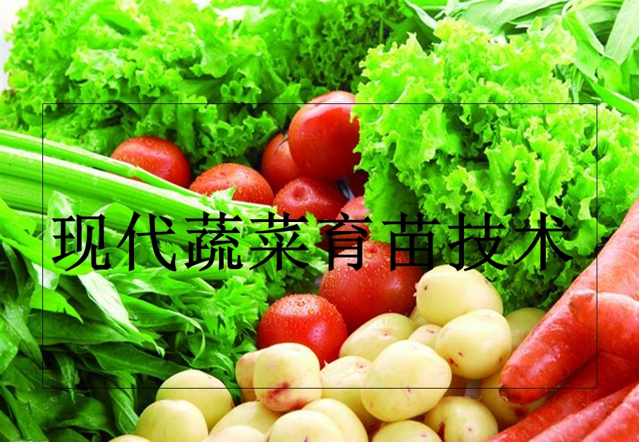 现代蔬菜育苗技术.ppt_第1页