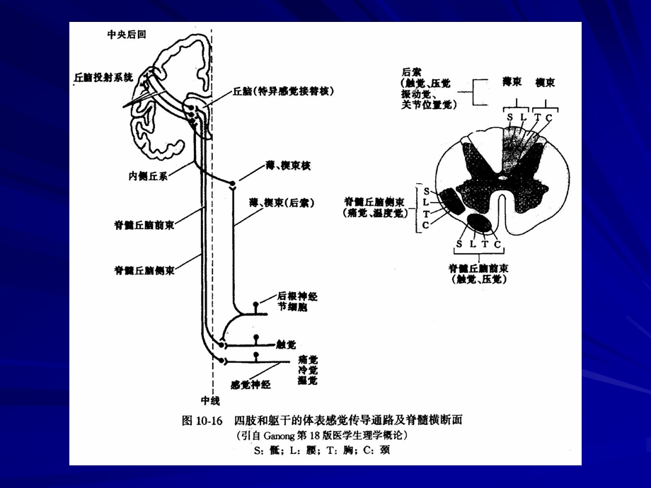 第三节神经系统的感觉分析功能.ppt_第2页