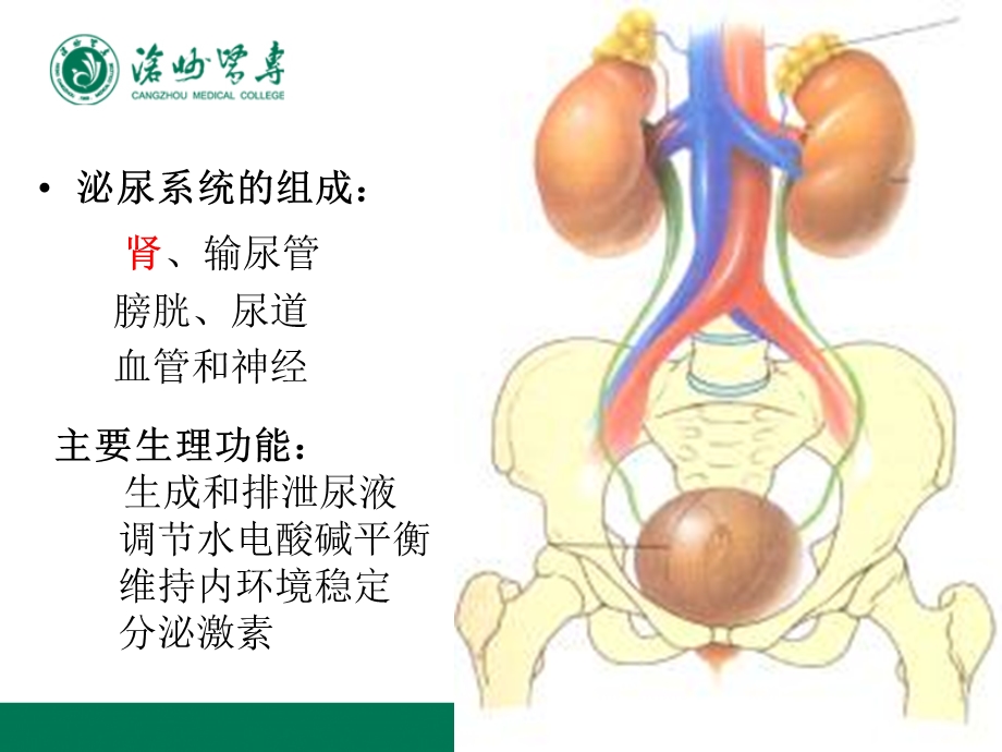 泌尿系统疾病护理总论.ppt_第2页