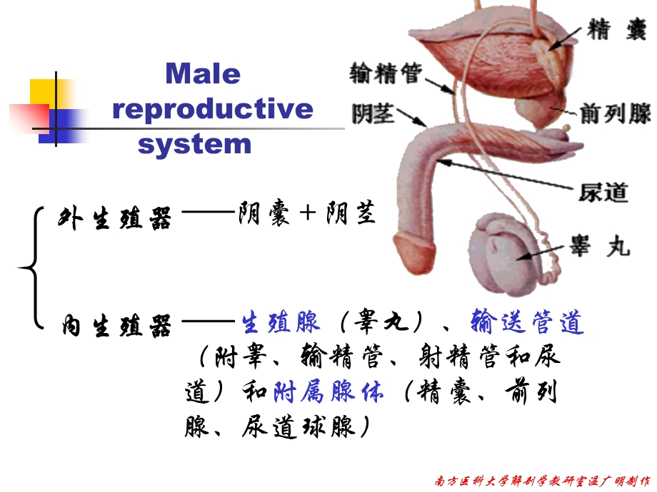 解剖学之男性生殖系统.ppt_第2页