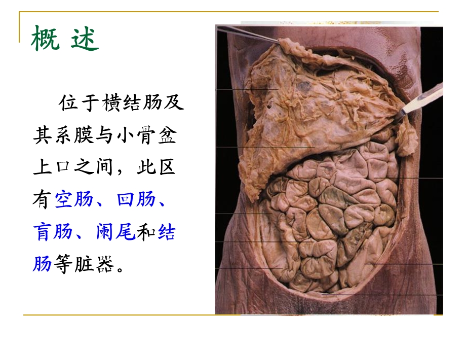 结肠下区贺细菊.ppt_第3页