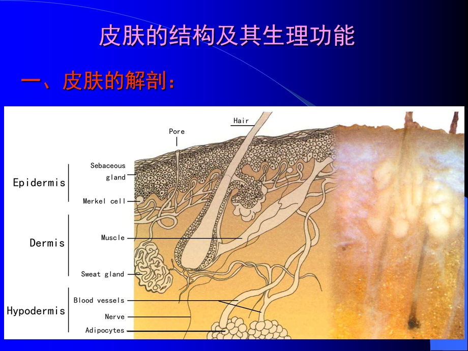 皮肤的结构及其生理功能.ppt_第2页