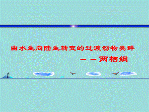 两栖纲ppt课件.ppt