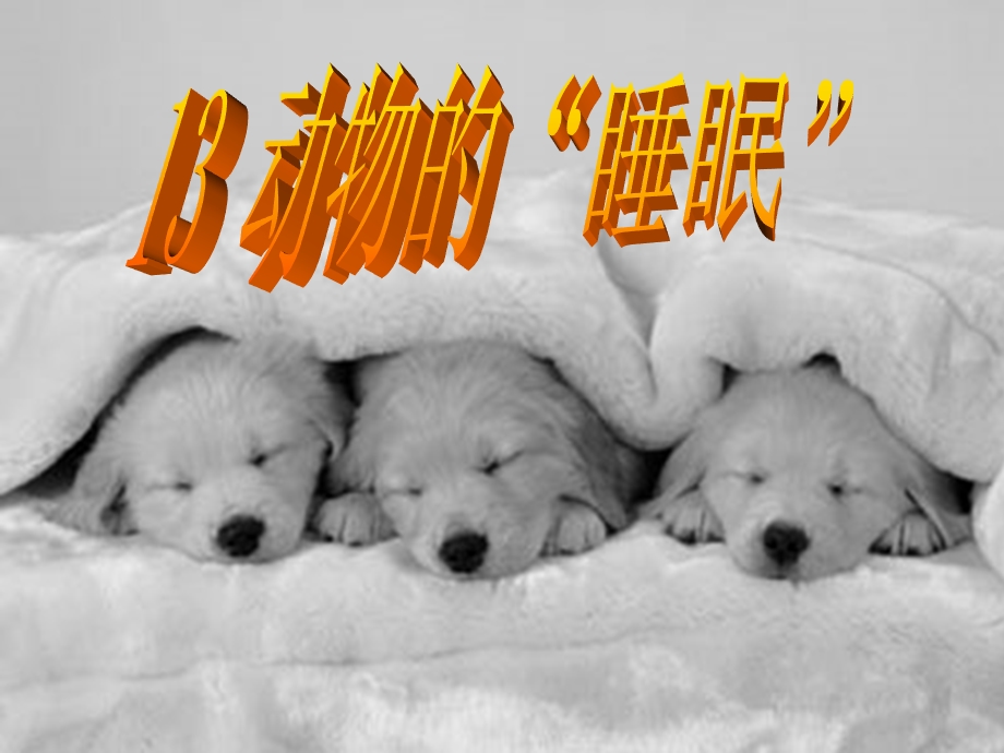 动物的睡眠1郑庄学校.ppt_第1页