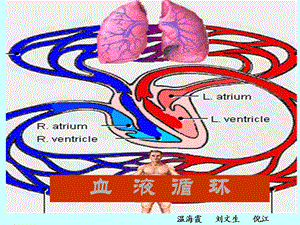 血液循环课件.ppt