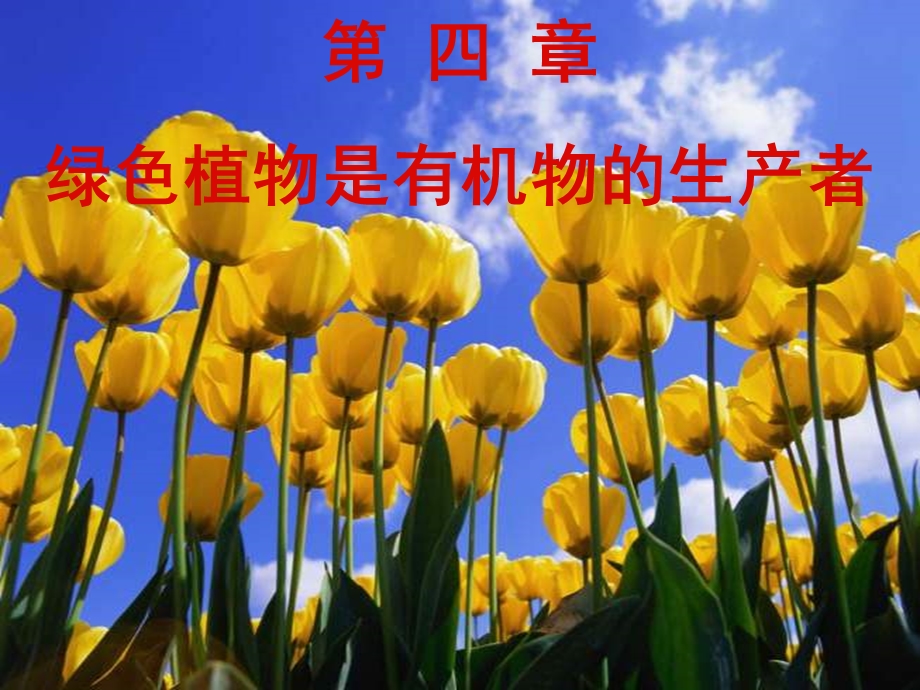 四章绿色植物是有机物的生产者.ppt_第1页