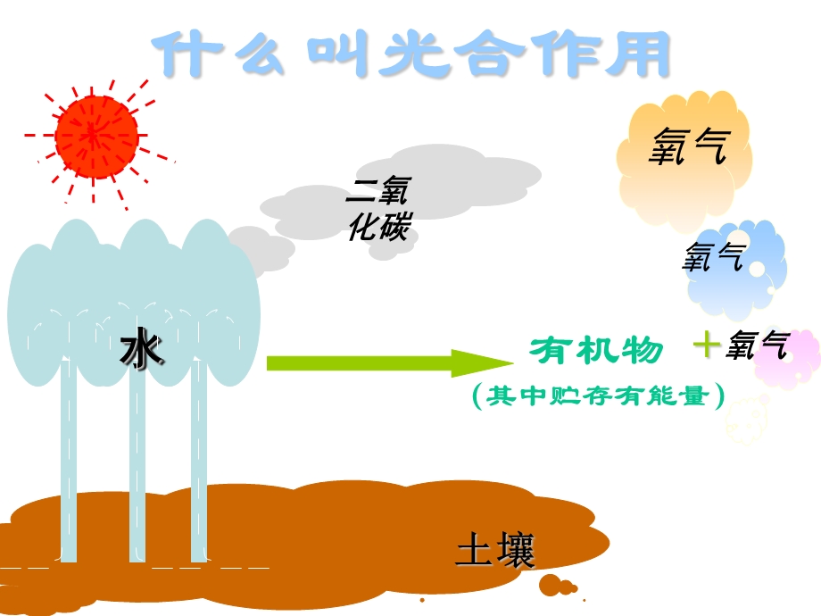 绿色植物的光合作用、呼吸作用专题复习.ppt_第1页