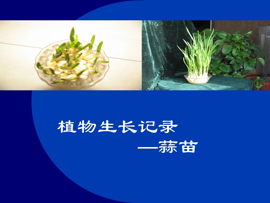 植物生长记录-蒜苗篇.ppt_第1页