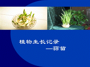 植物生长记录-蒜苗篇.ppt