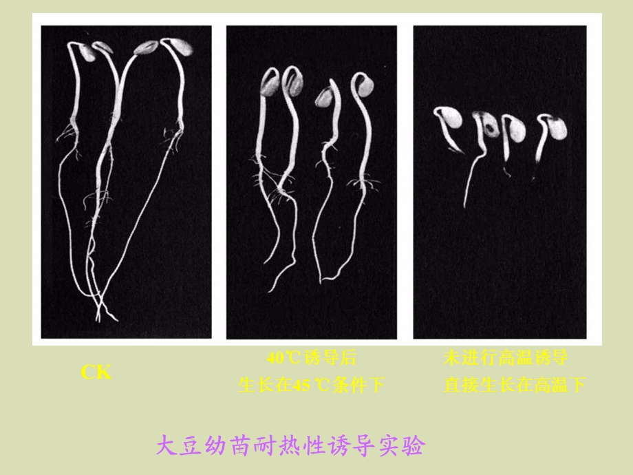 植物的逆境生理.ppt_第3页