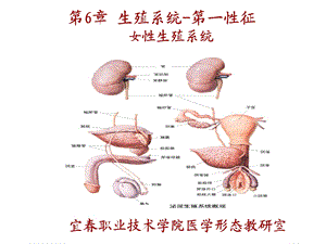 系统解剖学第6章生殖系统女性生殖系统.ppt