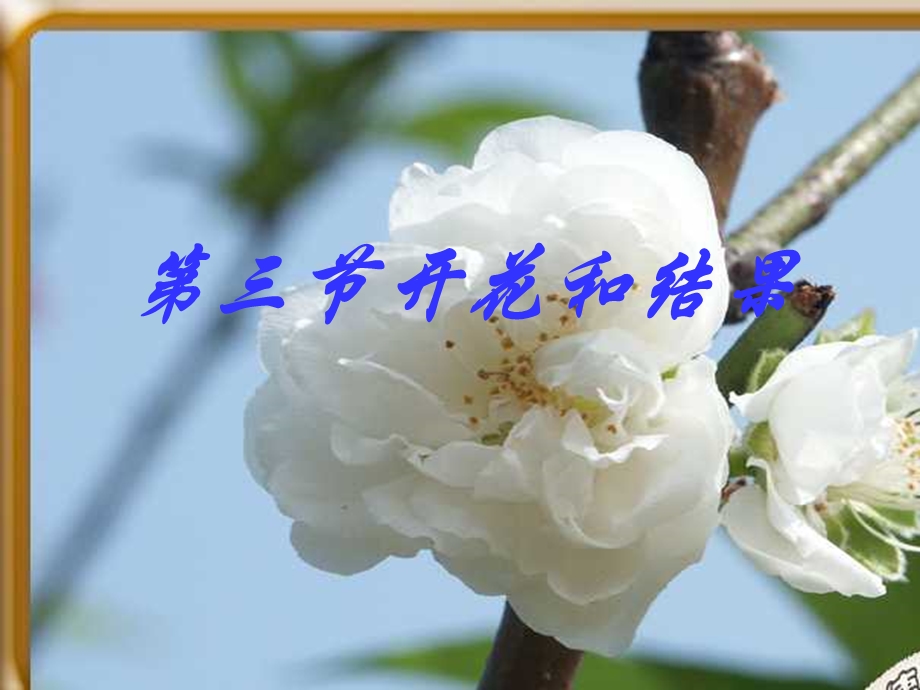 说课课件《开花和结果》.ppt_第1页