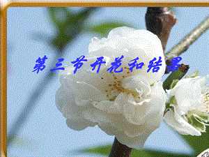 说课课件《开花和结果》.ppt