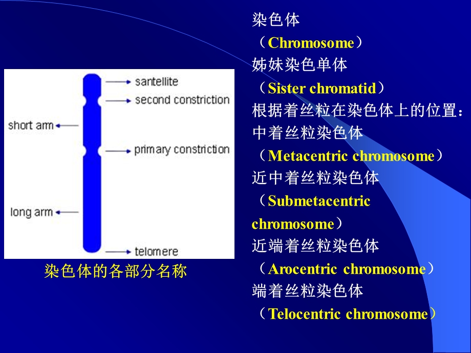 细胞核和染色体.ppt_第2页