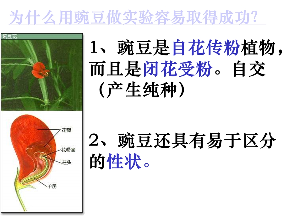 轮复习孟德尔豌豆杂交实验(一).ppt_第3页