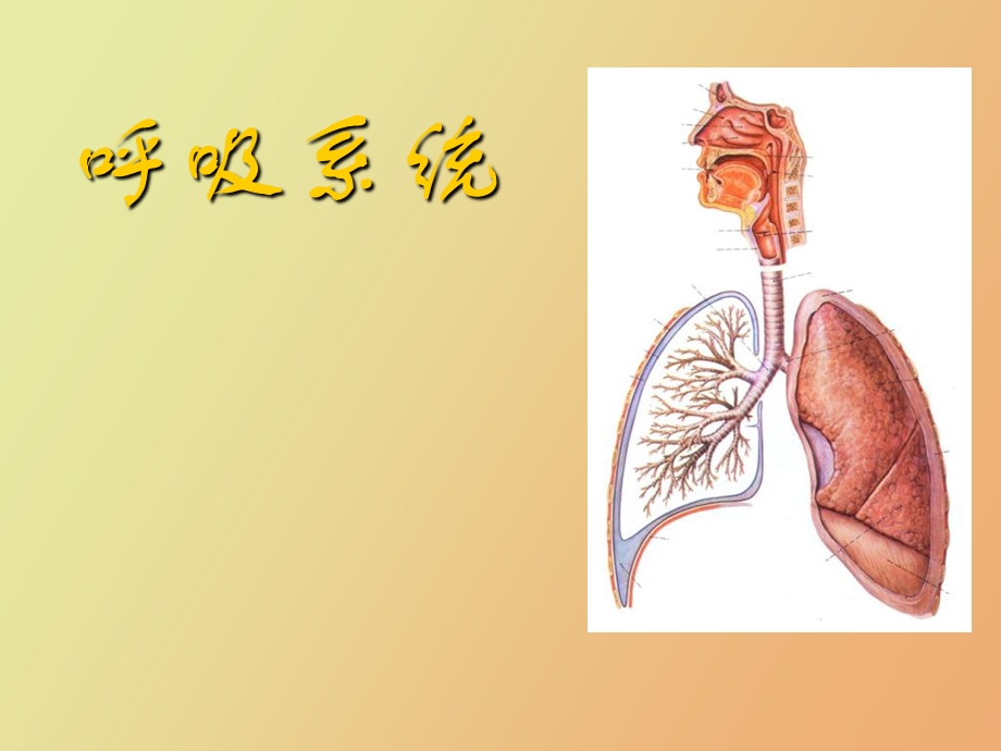 组织学与胚胎学呼吸系统.ppt_第1页