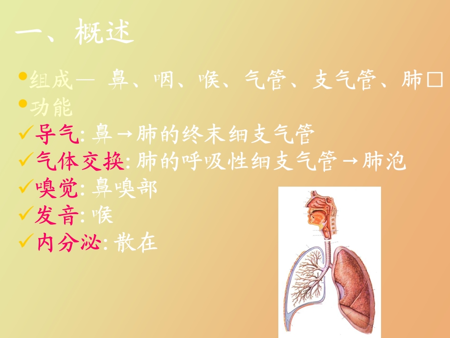 组织学与胚胎学呼吸系统.ppt_第2页