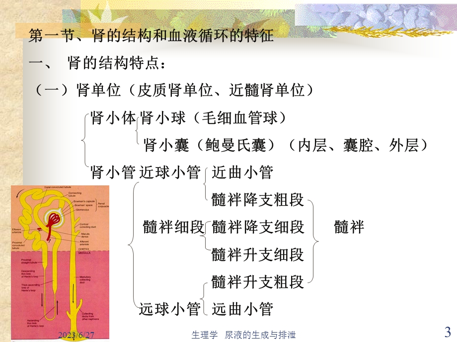 生理学尿液的生成与排出.ppt_第3页