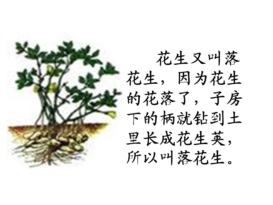 落花生(第一课时)课件.ppt_第3页