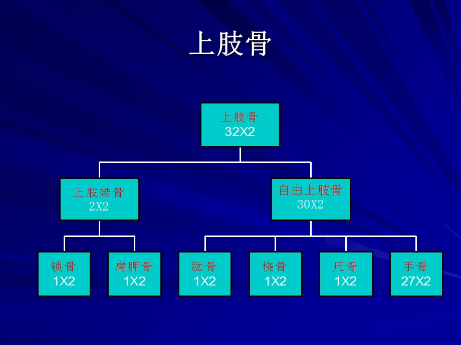 解剖学知识上肢.ppt_第1页