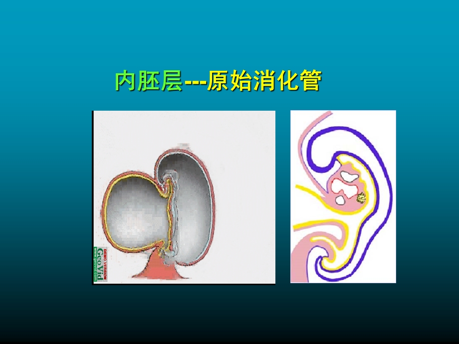 组织学与胚胎学-消化系统发生(精品课件含动画).ppt_第3页