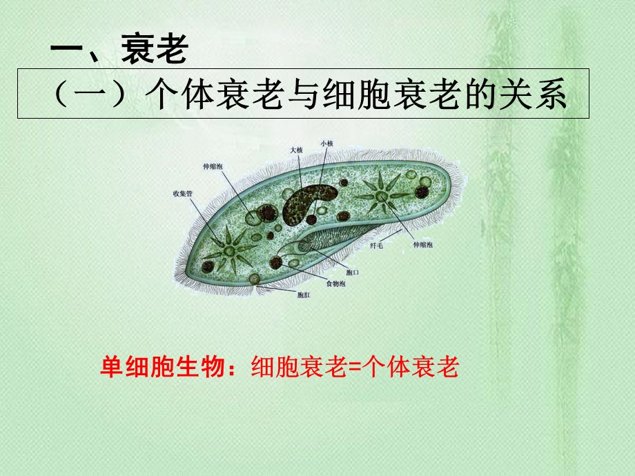 细胞衰老凋亡课件.ppt_第3页