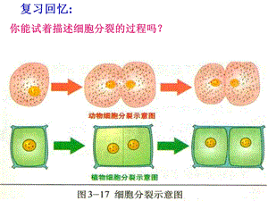 生物体的结构层次复习.ppt