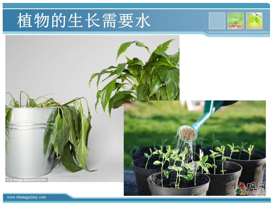 植物对水分的吸收和运输.ppt_第2页