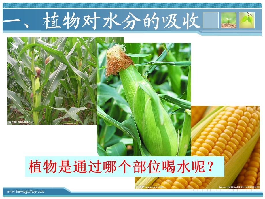 植物对水分的吸收和运输.ppt_第3页