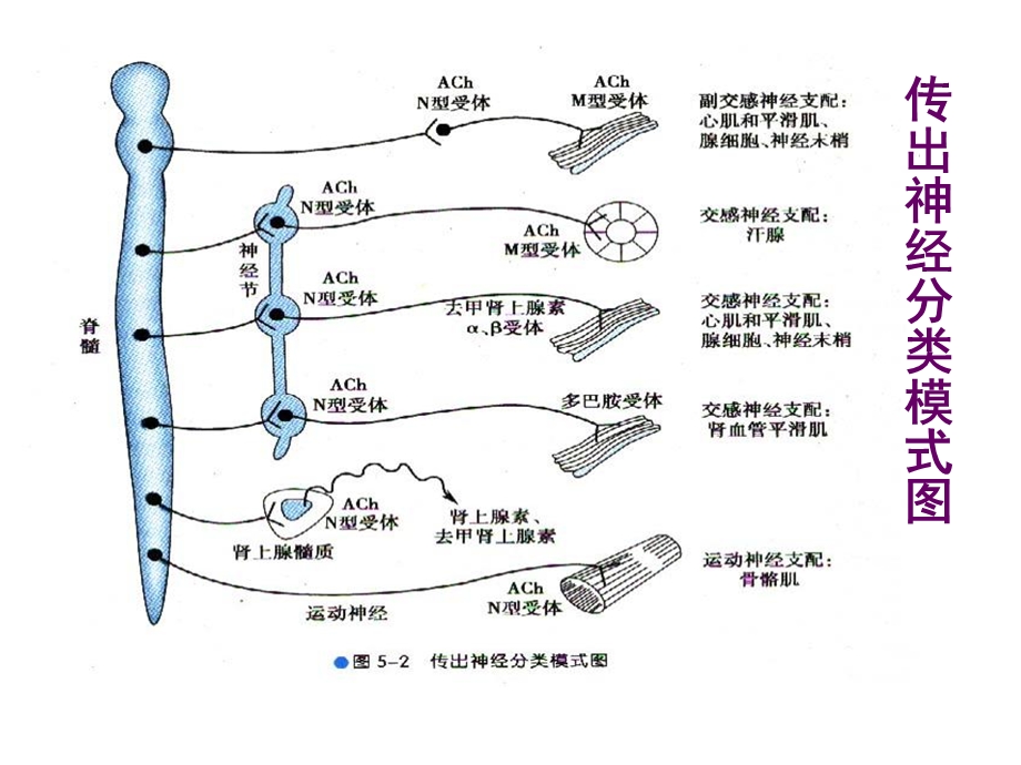 药理学第五至九章.ppt_第3页