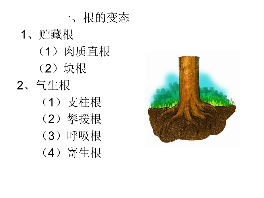 植物营养器官的变态.ppt_第2页