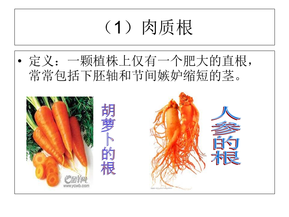 植物营养器官的变态.ppt_第3页